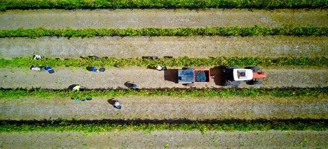 Nashdale Lane harvest, birds eye view of the vineyard